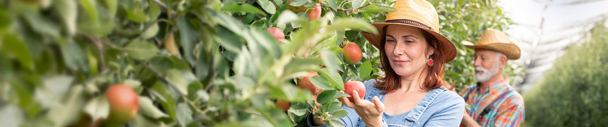 Female farm worker picking apples with senior coworker