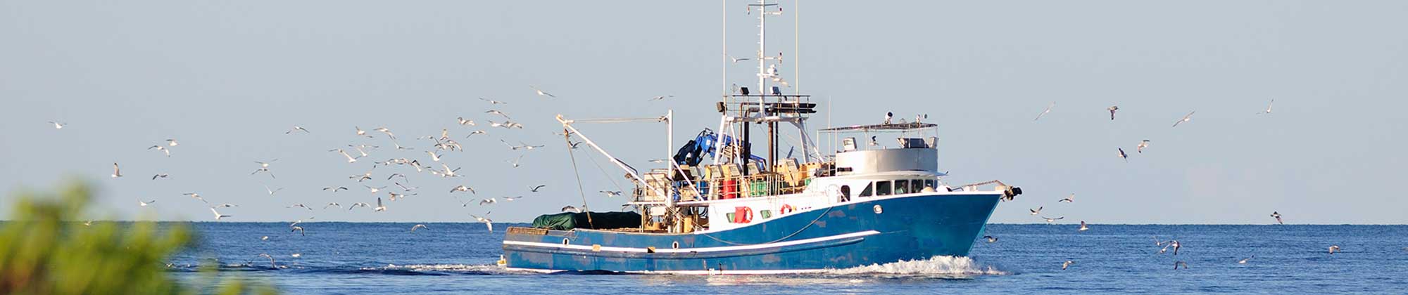 A shrimp boat shrimping